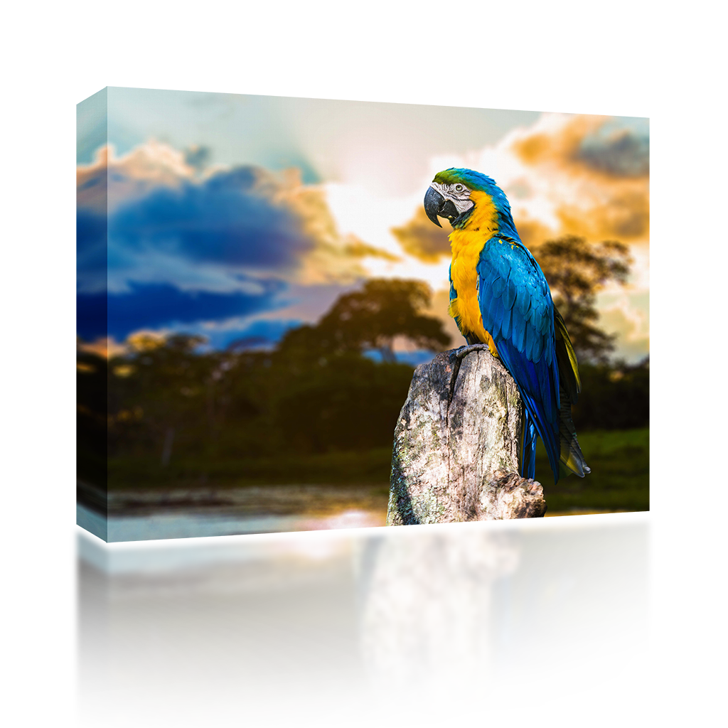 Blue and Yellow Macaw – PA Sound Art