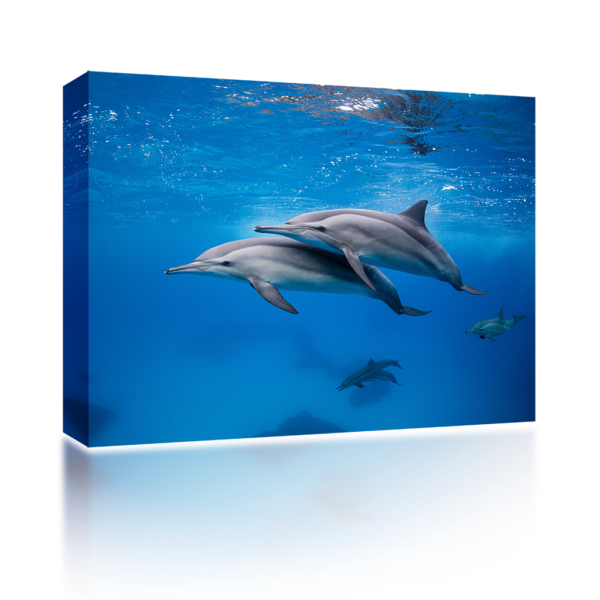 Two Dolphins Swimming – PA Sound Art