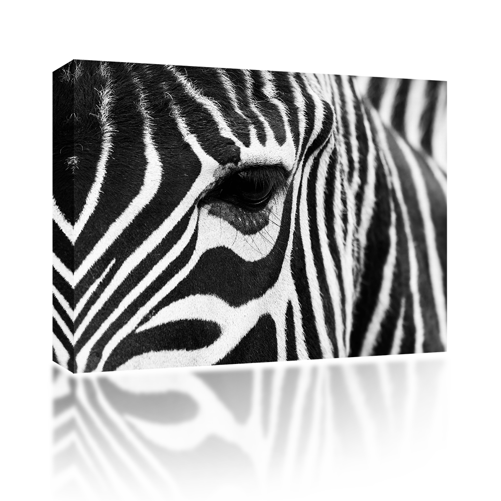 Zebra Eye – PA Sound Art