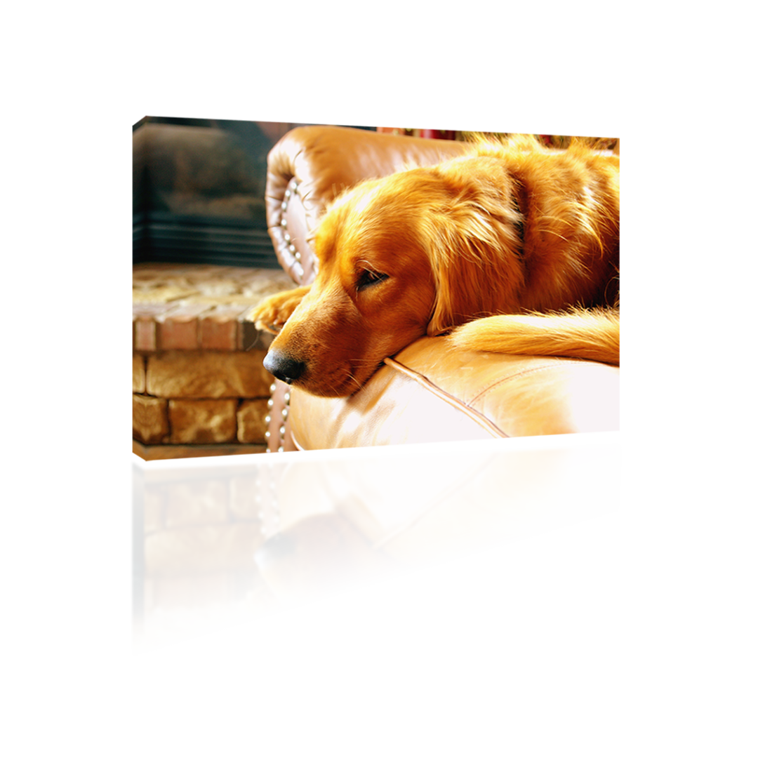 golden-retriever-on-couch-pa-sound-art